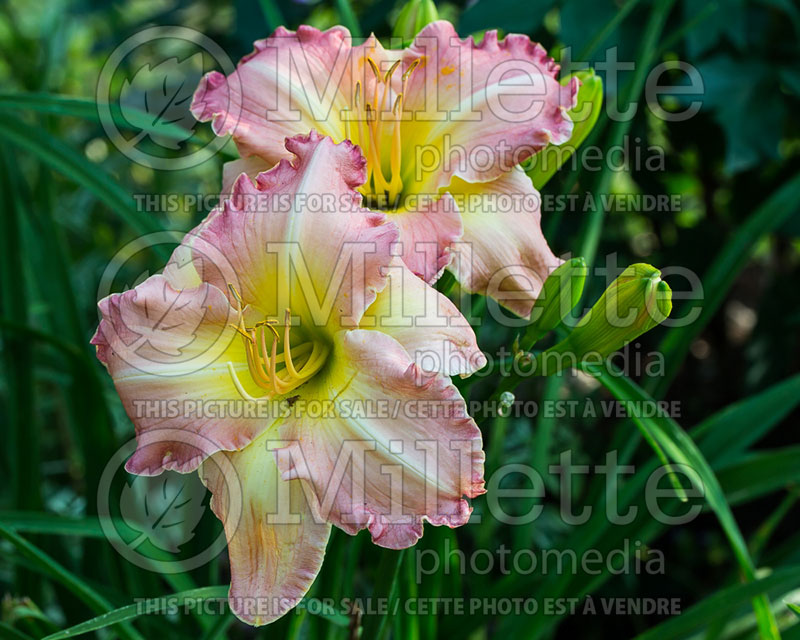 Hemerocallis Antique Rose (Daylily) 1 