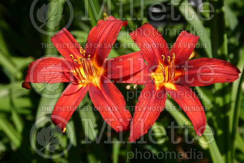 Hemerocallis Anzac (Daylily) 2