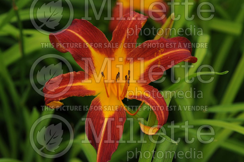 Hemerocallis Anzac (Daylily) 1 