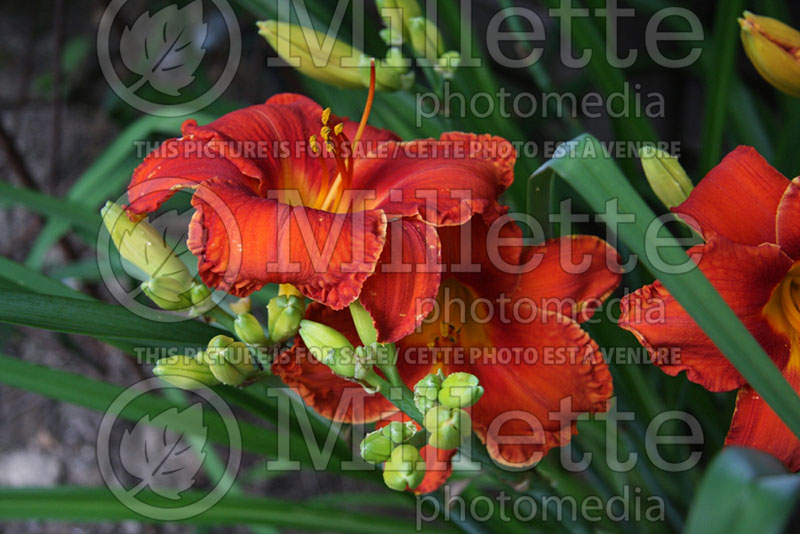 Hemerocallis Apache War Dance (Daylily) 1 