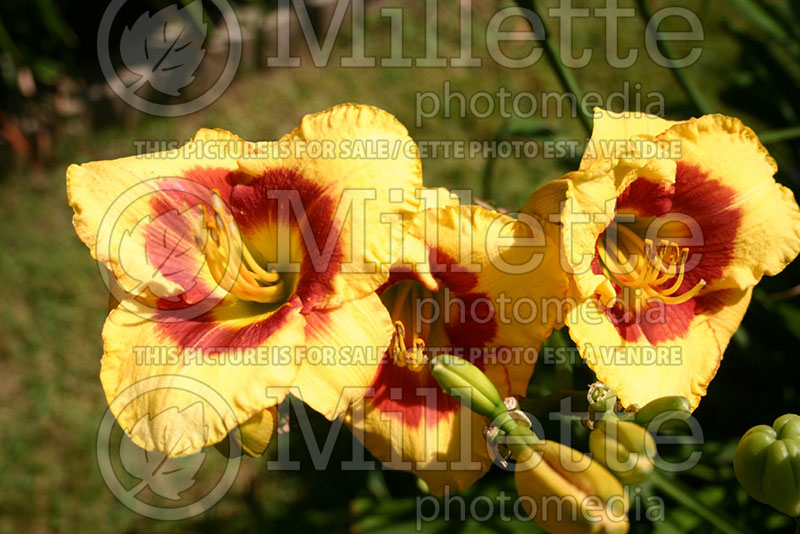 Hemerocallis Apollo's Fire (Daylily) 1