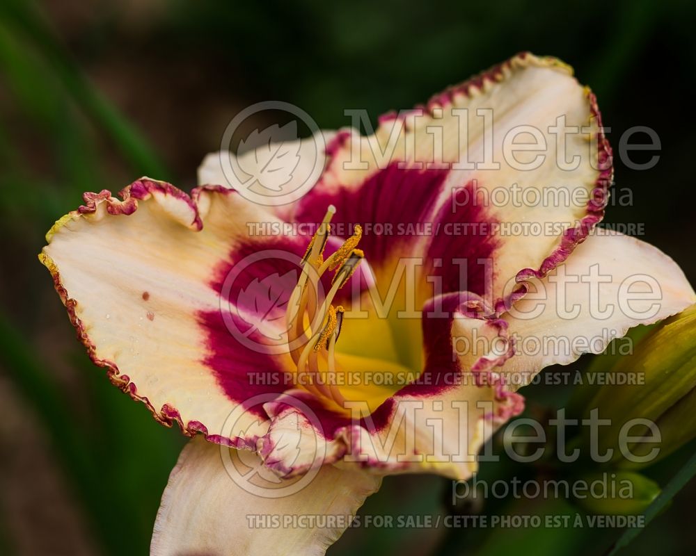 Hemerocallis Apple of My Eye (Daylily) 1 