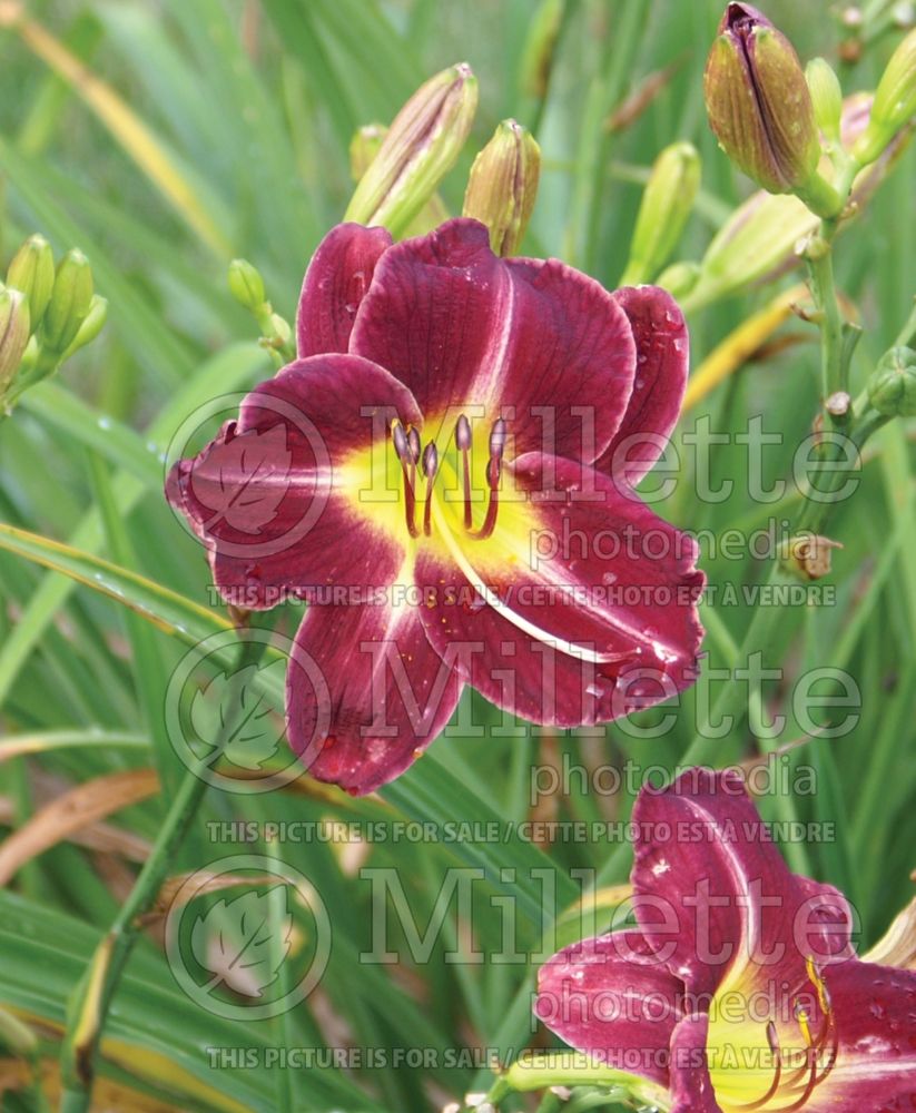 Hemerocallis Apres Moi (Daylily) 1 