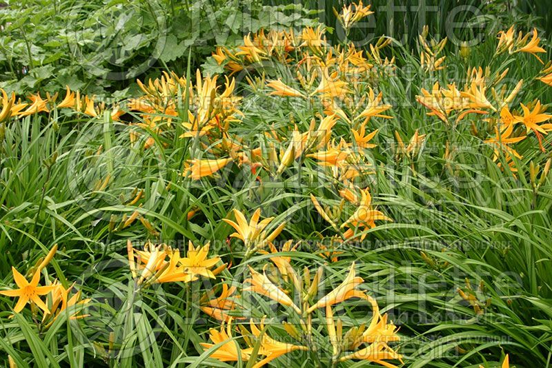 Hemerocallis Apricot (Daylily) 1