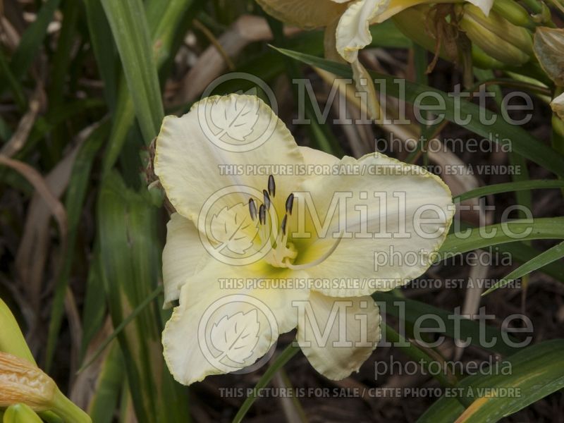 Hemerocallis Artic Snow (Daylily) 2