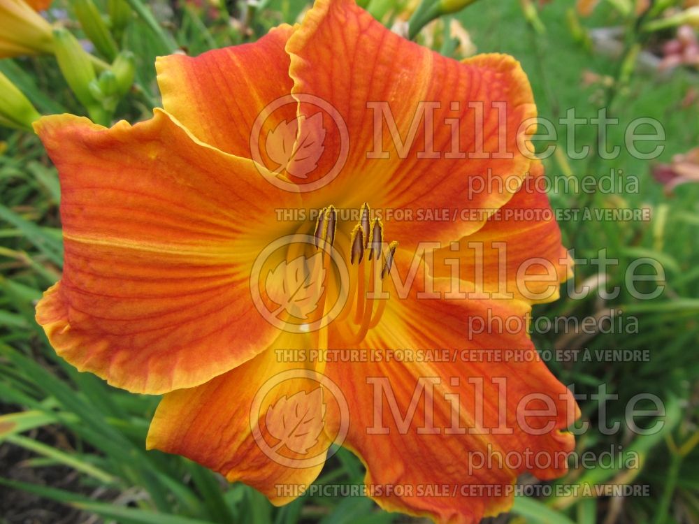 Hemerocallis Autumn Fires (Daylily) 1  