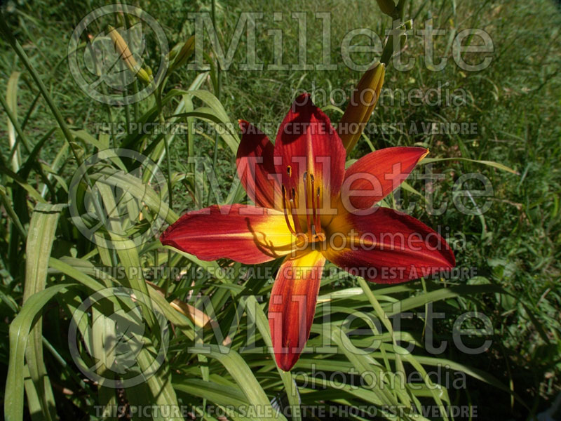 Hemerocallis August Flame (Hémérocalle) 2