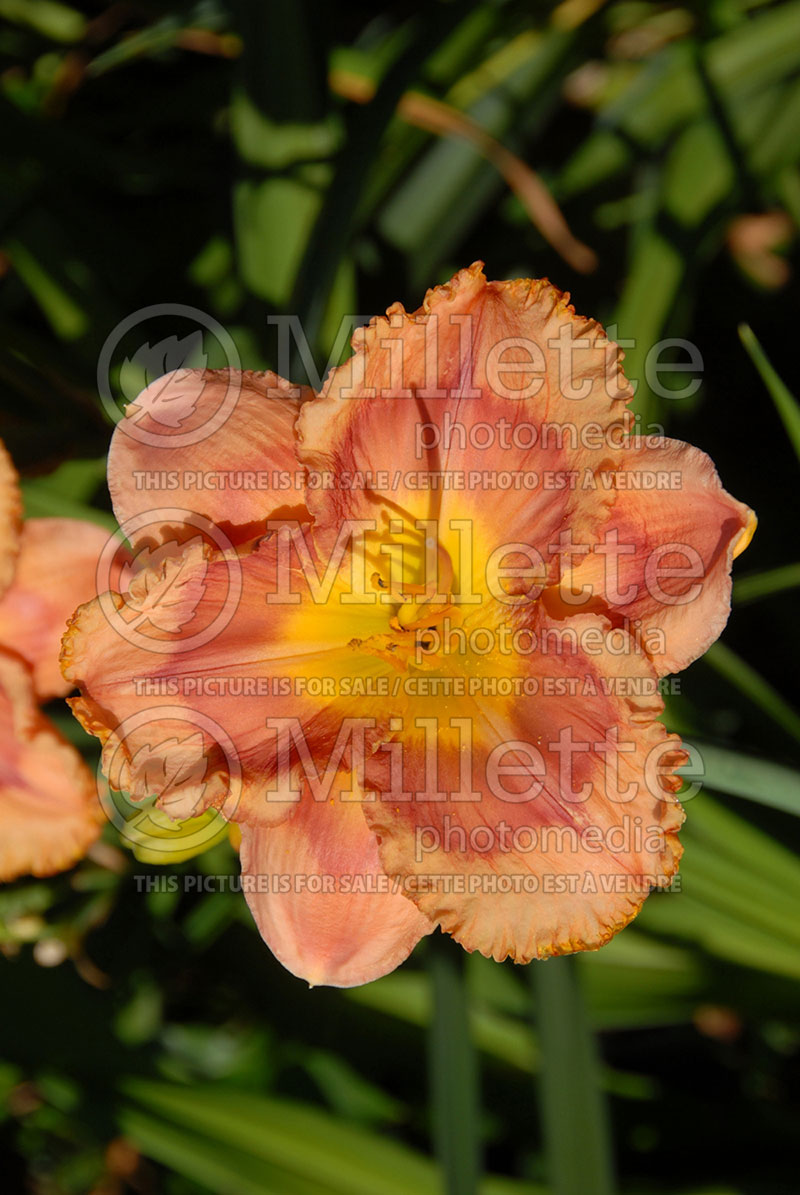 Hemerocallis Autumn In Charlevoix (Daylily) 1