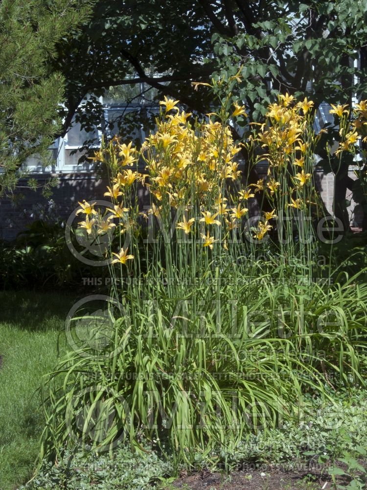 Hemerocallis Autumn Minaret (Daylily) 6 