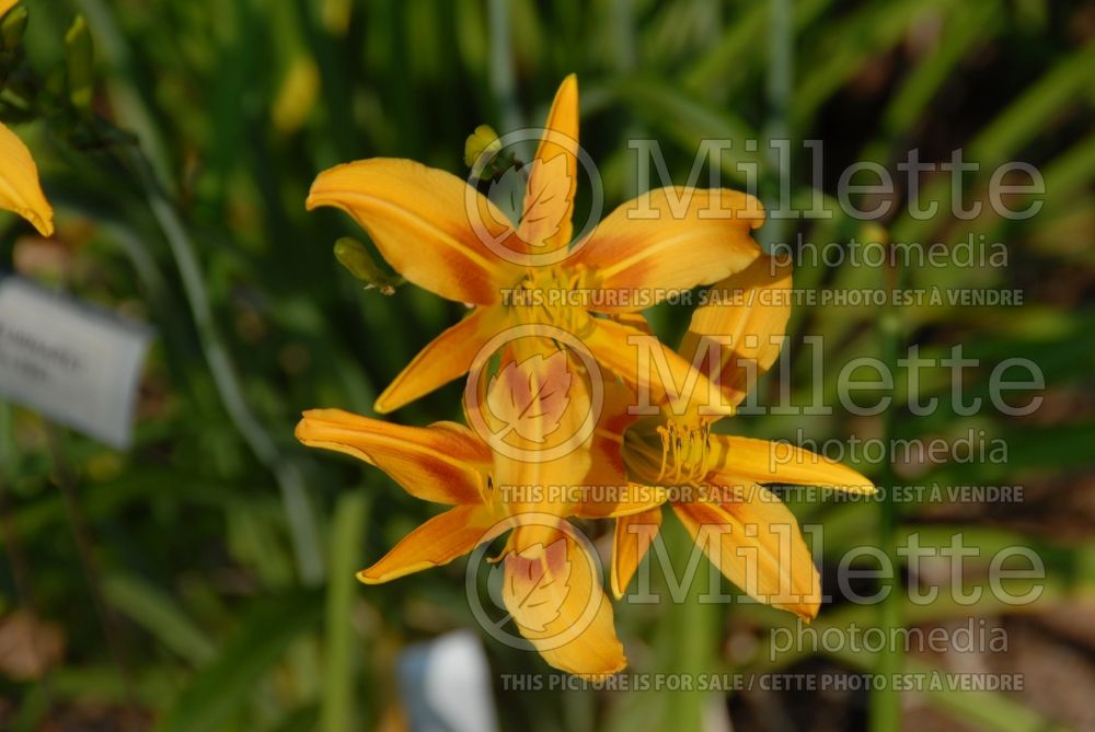 Hemerocallis Autumn Minaret (Daylily) 1 