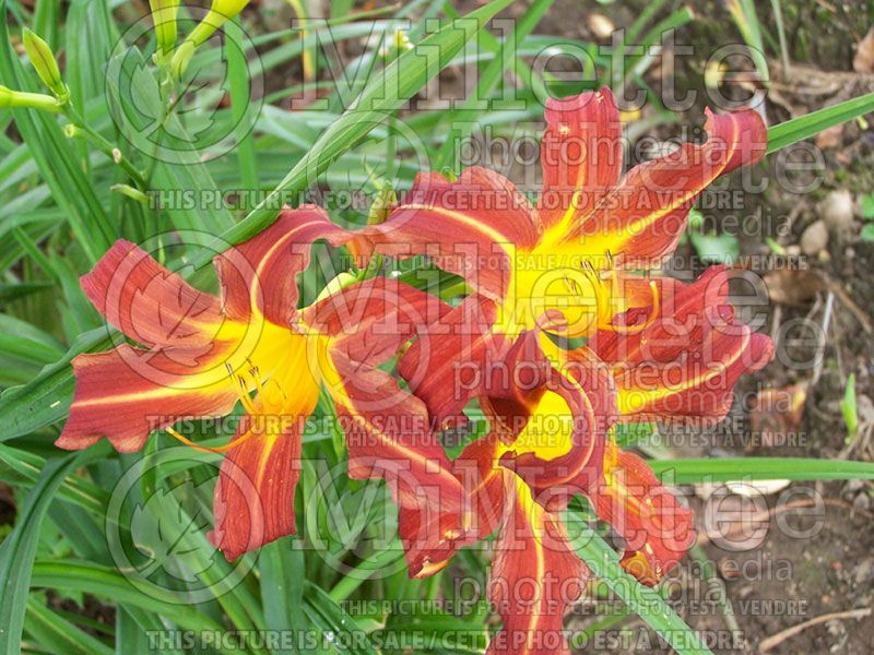 Hemerocallis Autumn Red (Daylily) 1