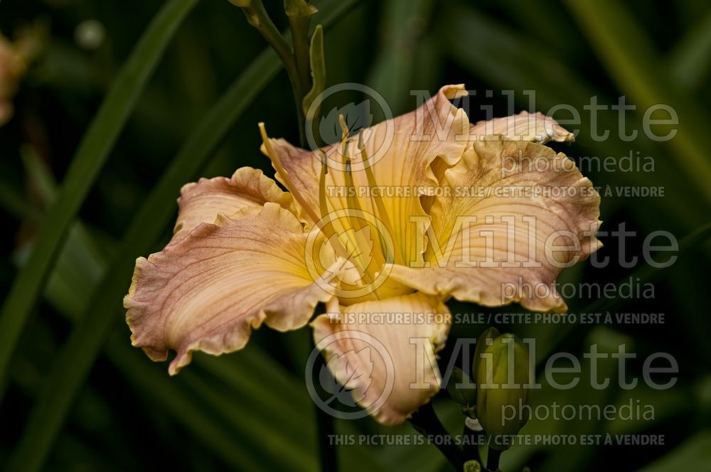 Hemerocallis Autumn Wood (Daylily) 2