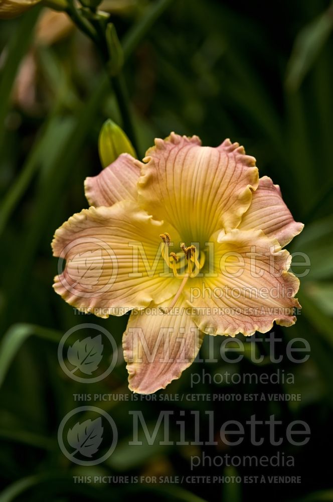 Hemerocallis Autumn Wood (Daylily) 3