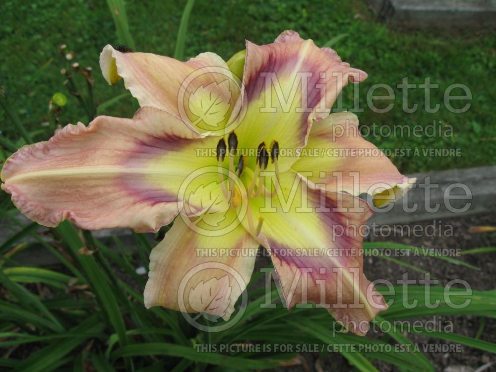 Hemerocallis Awesome Applique (Daylily) 1 