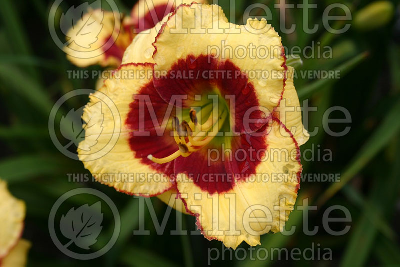 Hemerocallis Awesome Candy (Daylily) 1 