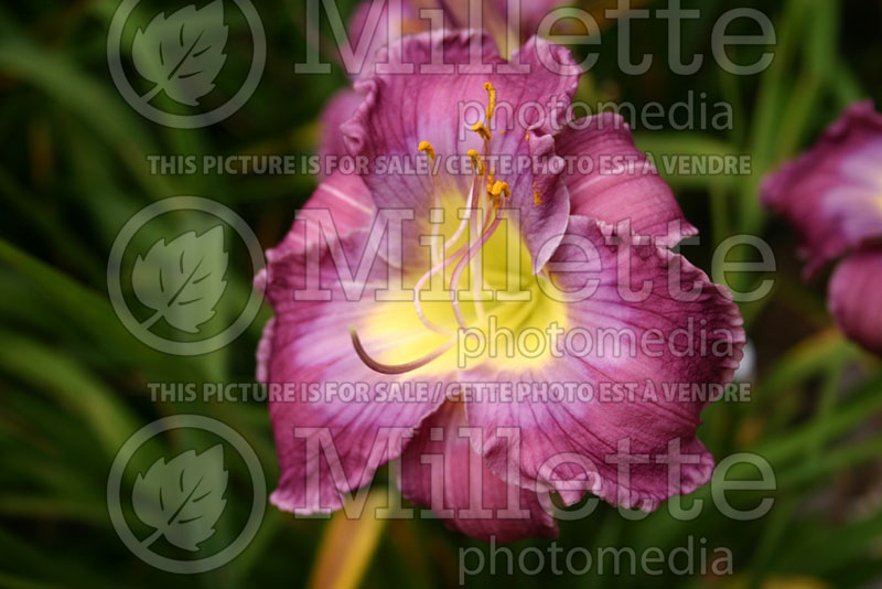 Hemerocallis Baby Blue Eyes (Daylily) 1 