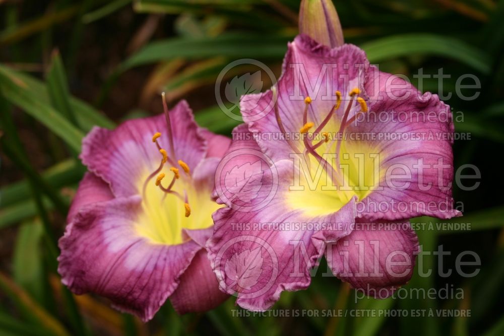 Hemerocallis Baby Blue Eyes (Daylily) 2 