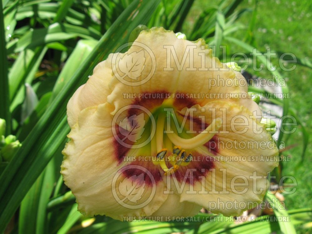 Hemerocallis Baby Moon Cafe (Daylily) 2 