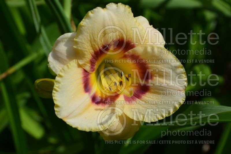 Hemerocallis Baby Moon Cafe (Daylily) 1 