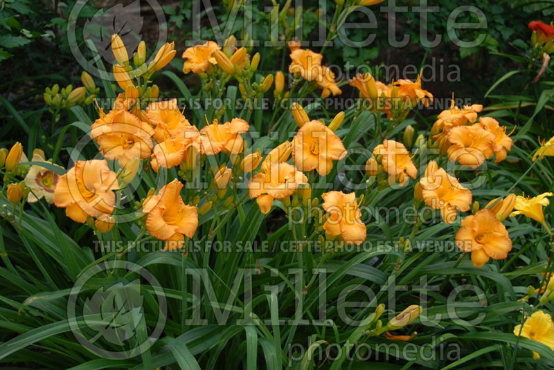 Hemerocallis Bahama Butterscotch (Daylily) 1 