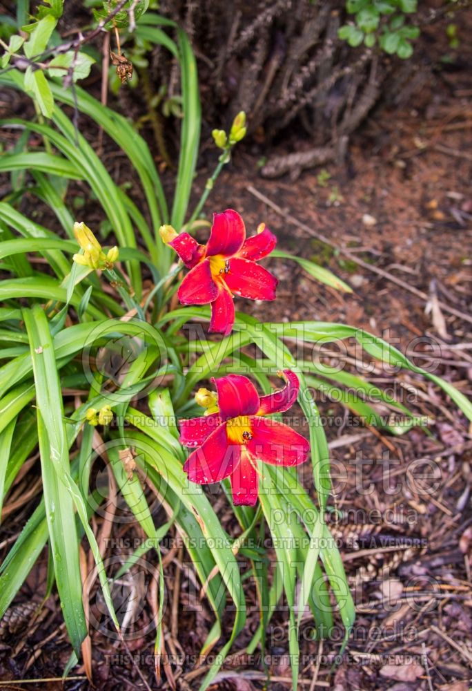 Hemerocallis Baltimore Oriole (Daylily) 1 