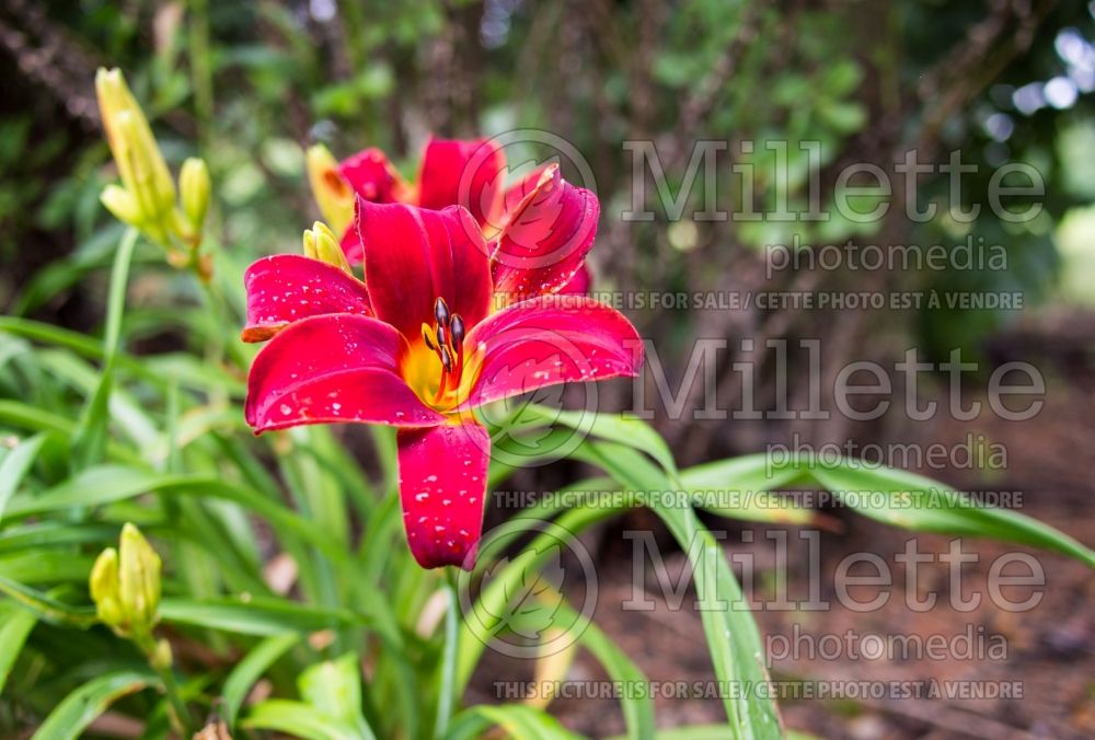 Hemerocallis Baltimore Oriole (Daylily) 2 