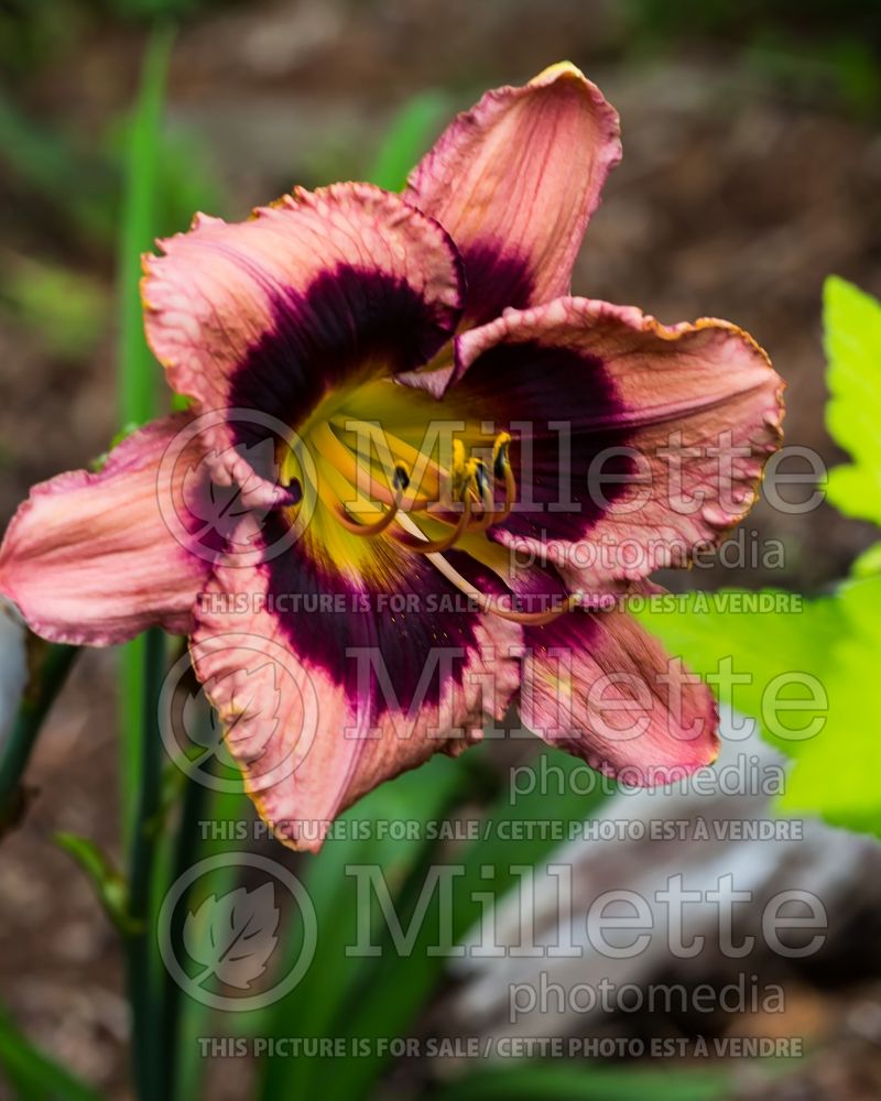 Hemerocallis Bam (Daylily) 1 