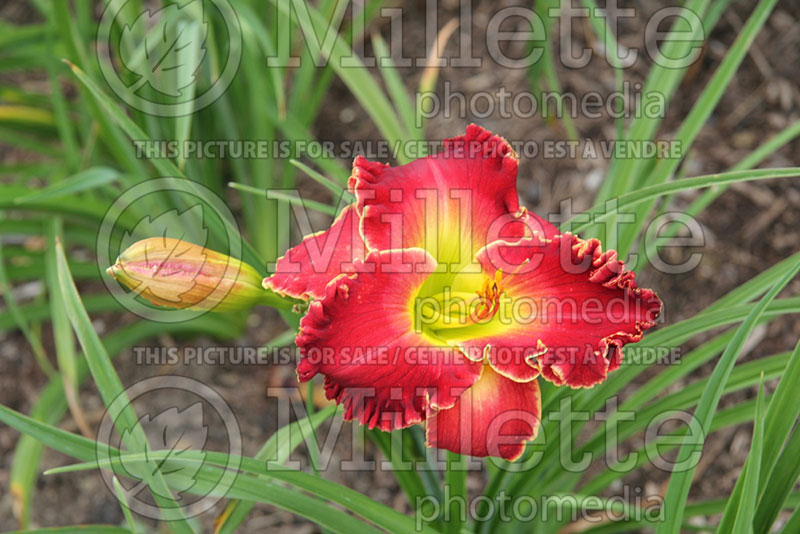 Hemerocallis Barbara Mandrell (Daylily) 1 