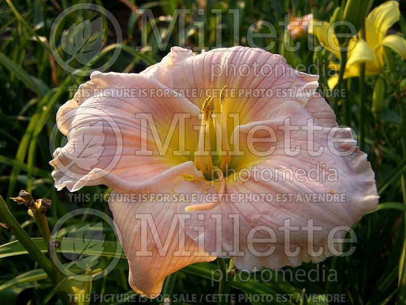 Hemerocallis Barbara Mitchell (Daylily) 1