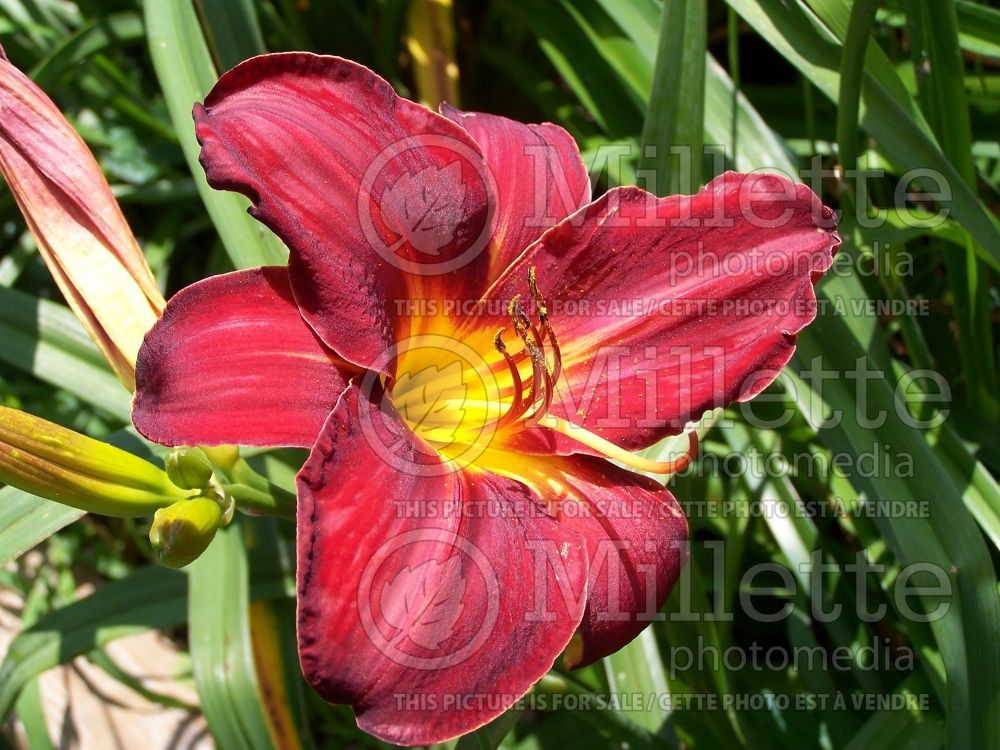 Hemerocallis Barbarossa (Daylily) 1 