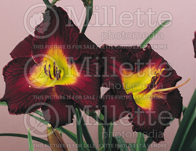 Hemerocallis Barcelona Night (Daylily) 1 