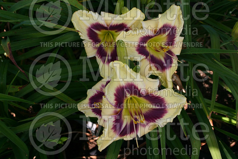 Hemerocallis Becky Stone (Daylily) 1