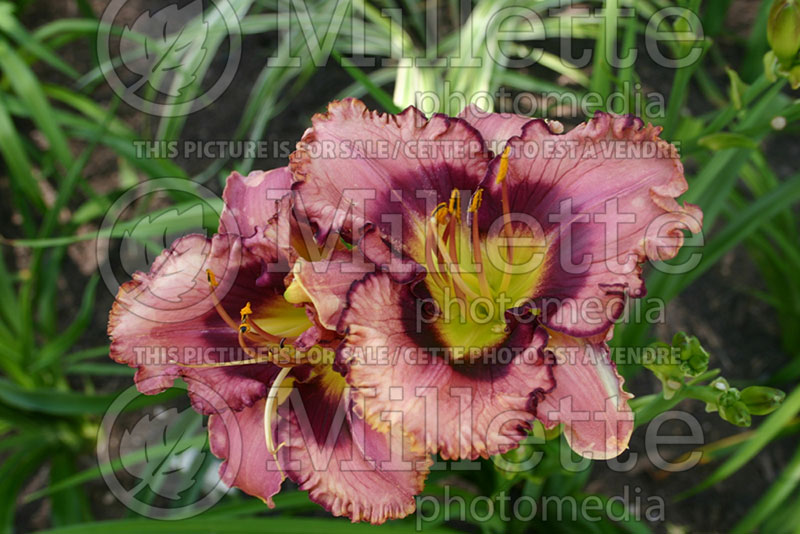 Hemerocallis Bee's Morgan Eliza (Daylily) 1 