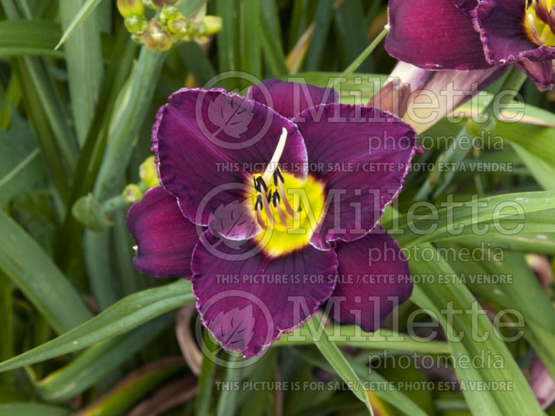 Hemerocallis Bela Lugosi (Daylily) 3 