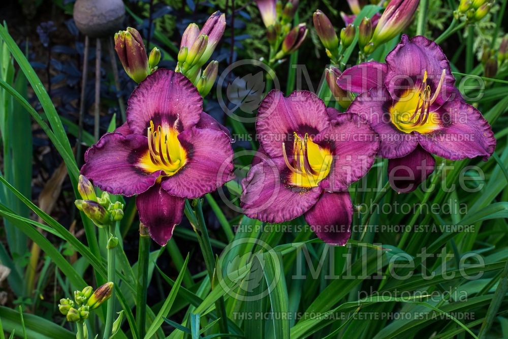 Hemerocallis Bela Lugosi (Daylily) 2 