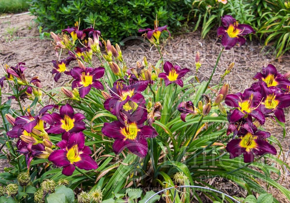 Hemerocallis Bela Lugosi (Daylily) 4 