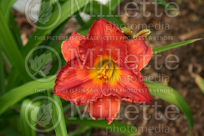 Hemerocallis Betty Ford (Daylily) 1