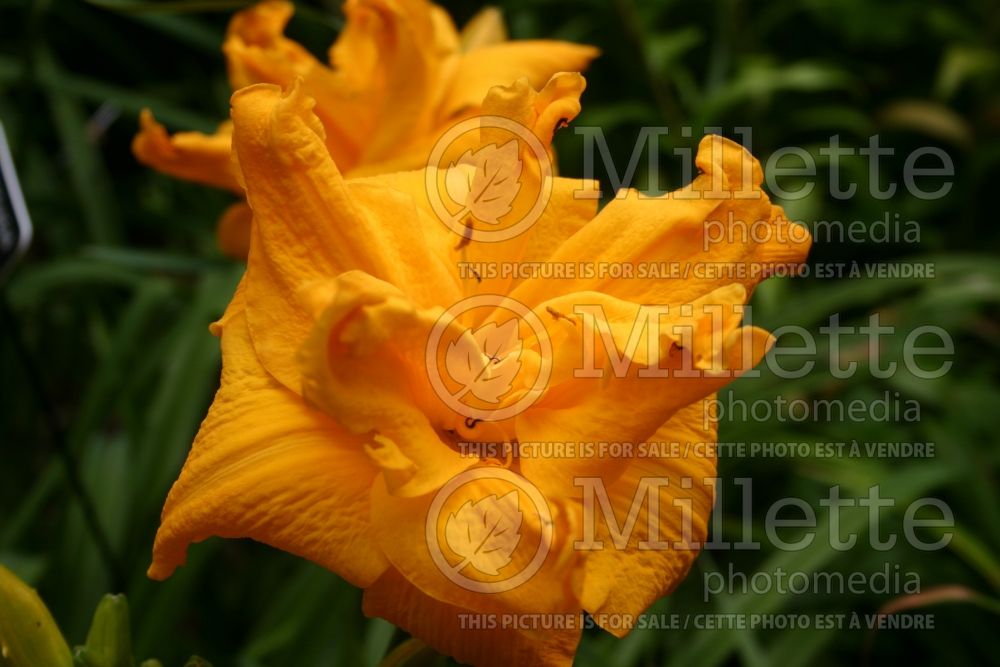 Hemerocallis Big George (Daylily) 1 