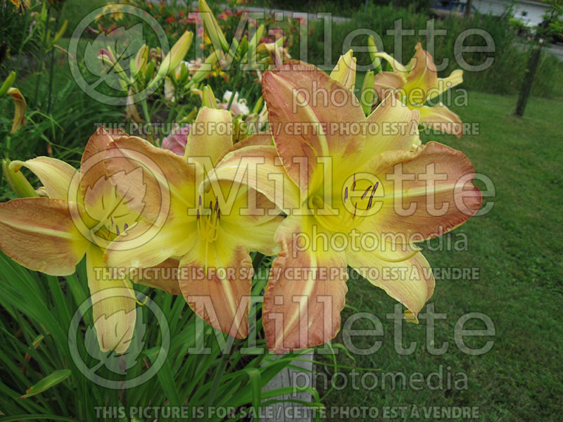 Hemerocallis Big Dolly (Daylily) 1 