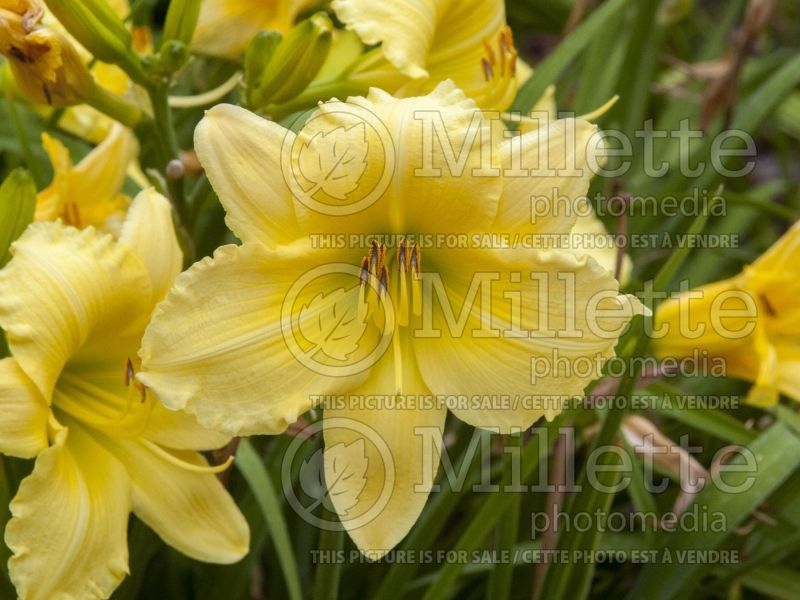 Hemerocallis Big Time Happy (Daylily) 2 