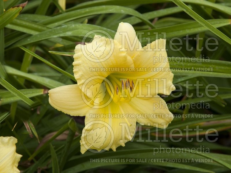 Hemerocallis Big Time Happy (Daylily) 3 