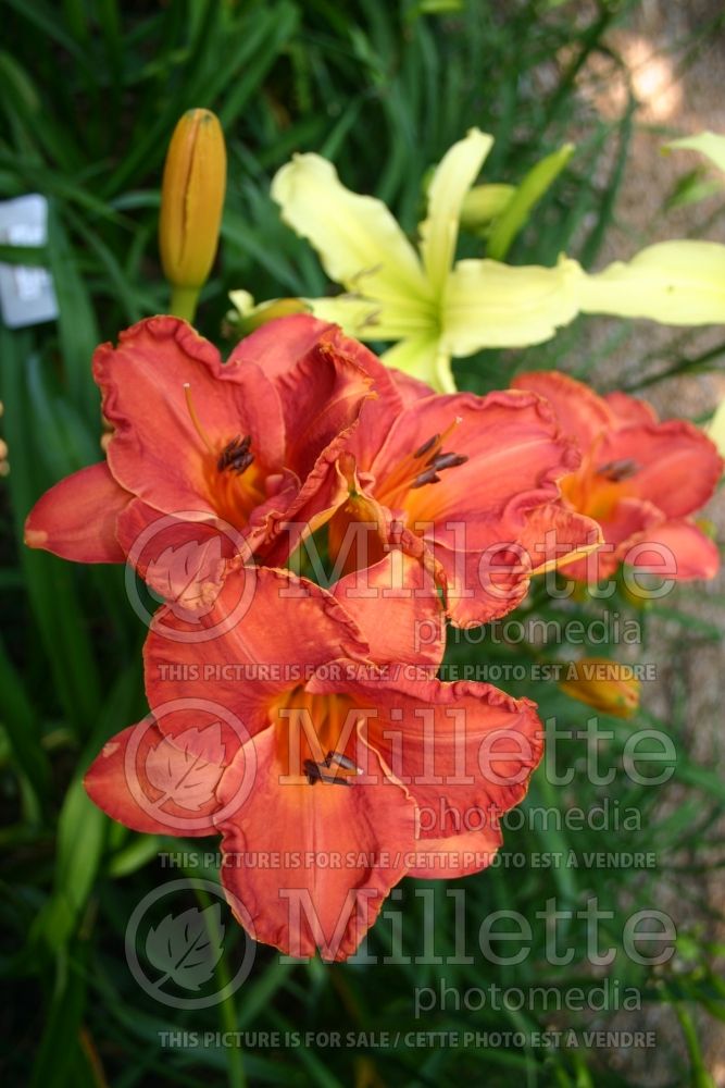 Hemerocallis Bittersweet (Daylily) 1  