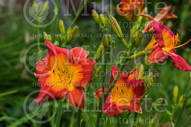 Hemerocallis Bittersweet Honey (Daylily) 1 