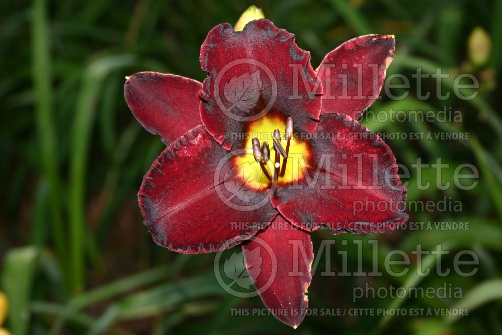 Hemerocallis Black Ambrosia (Daylily) 1 
