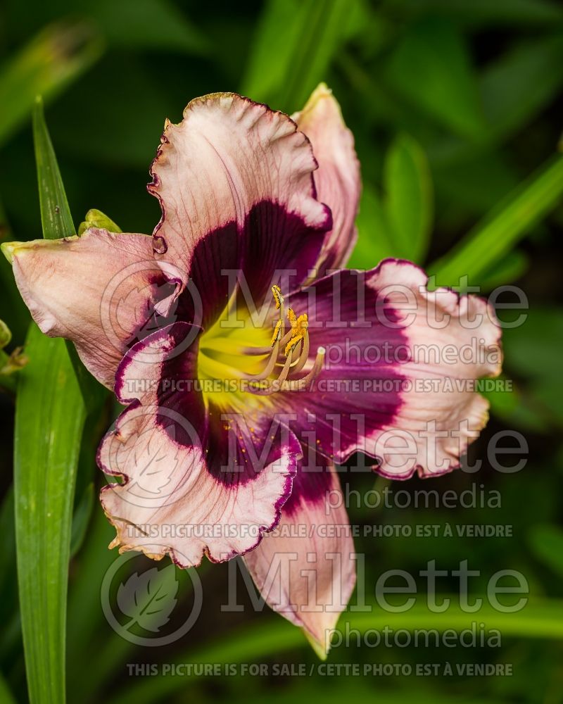 Hemerocallis Blackberries and Cream (Daylily) 2 