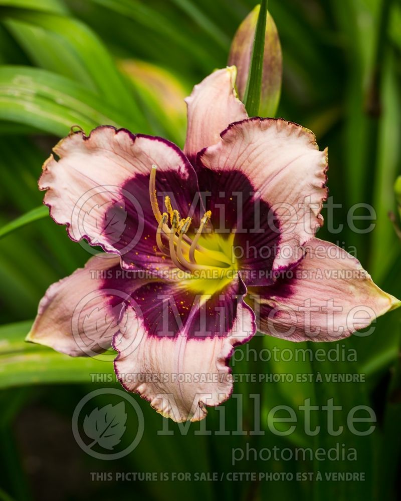 Hemerocallis Blackberries and Cream (Daylily) 3 