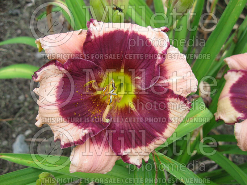 Hemerocallis Blackberries and Cream (Daylily)  1