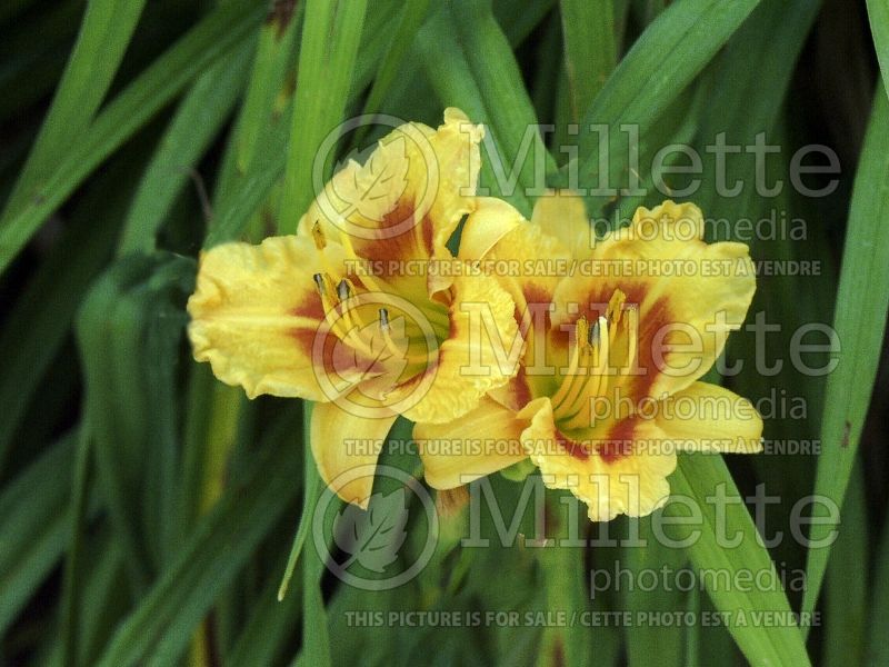 Hemerocallis Black Eye Stella (Daylily) 4  