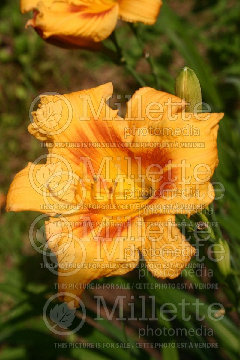 Hemerocallis Black Eyed Stella (Daylily)  1