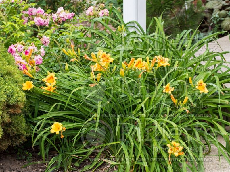 Hemerocallis Black Eye Stella (Daylily) 5  